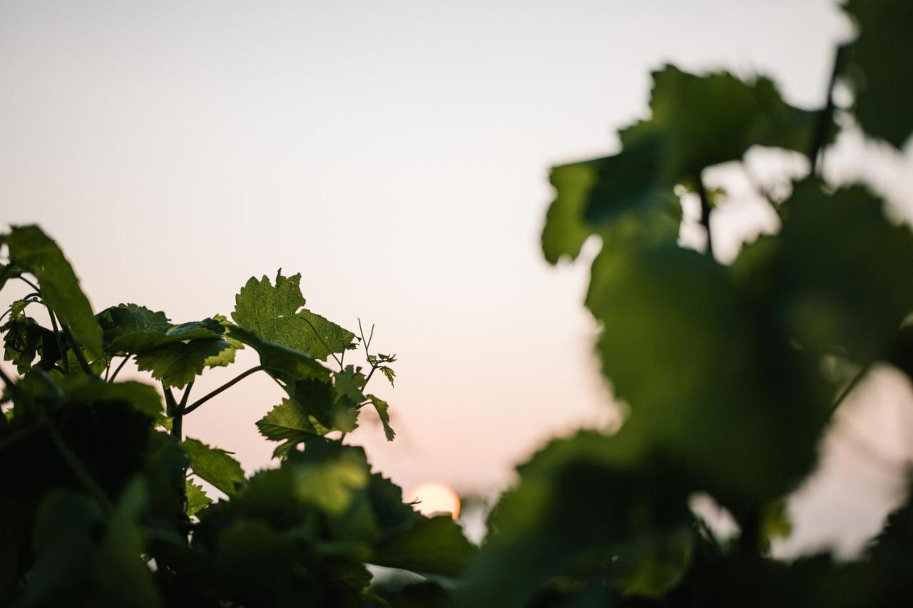 Weinzuhause Hotel-Restaurant-Vinothek Mommenheim Dış mekan fotoğraf